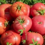  Les tomates les plus fructueuses