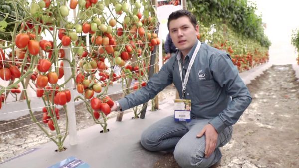  Fruits utiles et mûrs de tomates, prêts à être récoltés