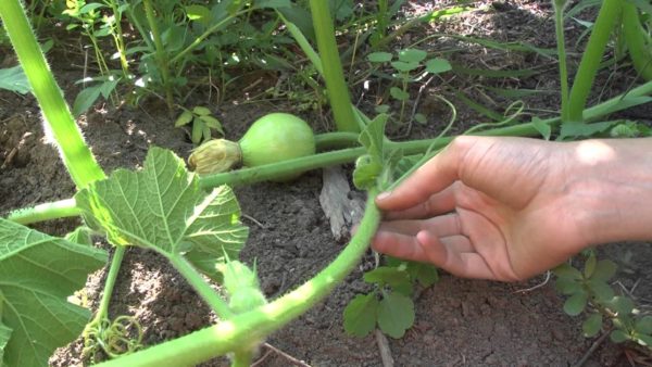  Sélection et préparation d'une pousse de citrouille à pincer