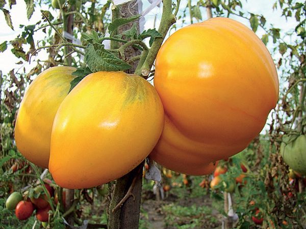 Les meilleures grandes variétés de tomates