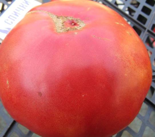  Patte d'ours tomate