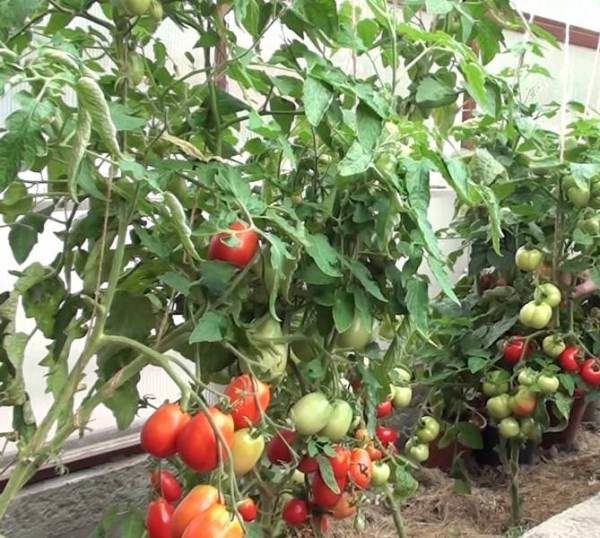  La culture de tomates à Maslov exclut les plantes de pasynkovanie