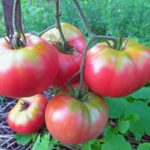  Les tomates de serre en polycarbonate les plus productives