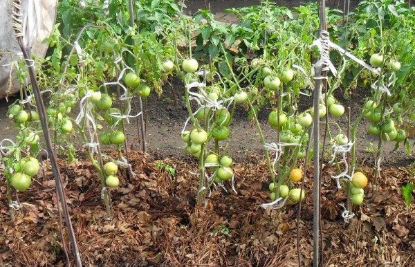  Pour réduire le nombre d'arrosages et accélérer la maturation des fruits, les tomates sont paillées
