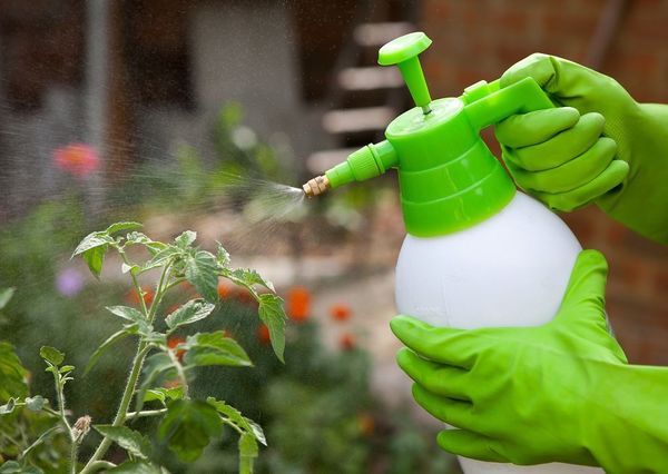  Pour la pollinisation peut être appliqué pulvérisation avec des préparations spéciales.