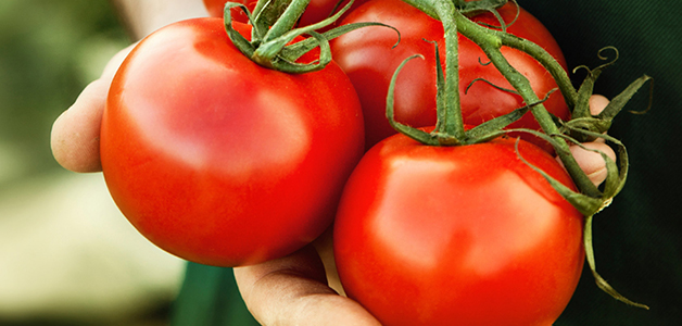  utilisation de tomates
