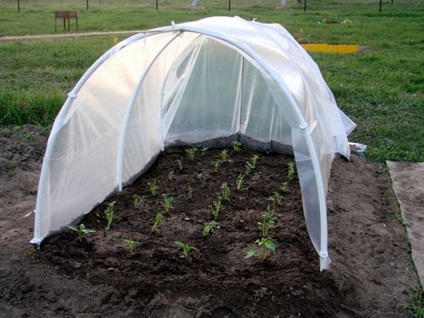  Conditions pour la plantation de tomates en pleine terre en Biélorussie et au Kouban