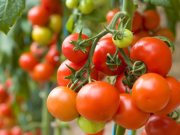  Que peut-on planter après les tomates