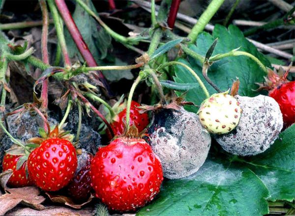  Pourriture grise sur les fraises
