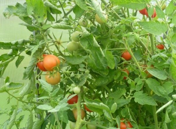  Cultivar de tomate Stolypin