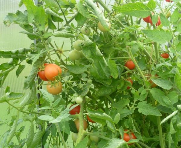  Cultivar de tomate Stolypin