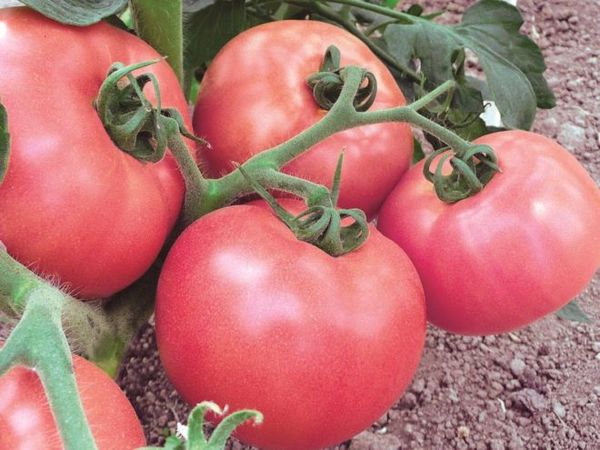  Les tomates les plus fructueuses