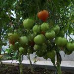  Les avantages de la culture de tomates hautes