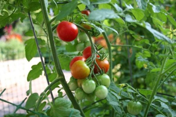  Variétés de tomates résistantes au phyto-fluor