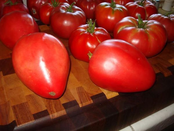  Planter une tomate Cardinal