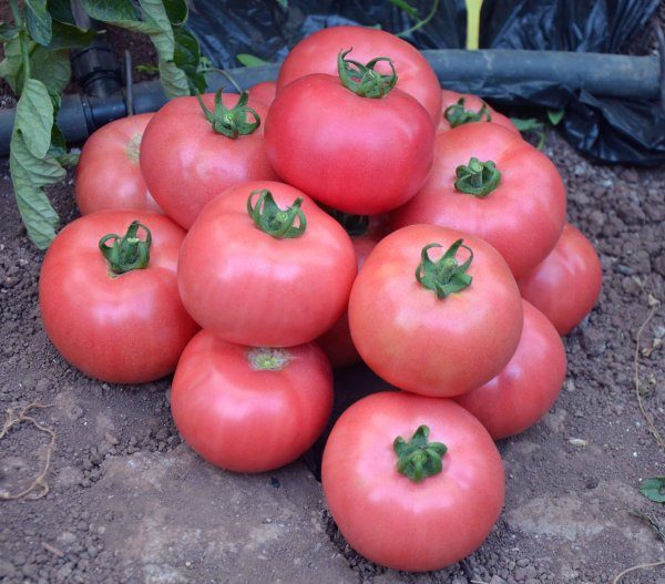  Variété de tomate hybride Framboise Jingle