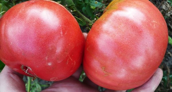  Fruits de chapeau de tomate monomakh bouchent
