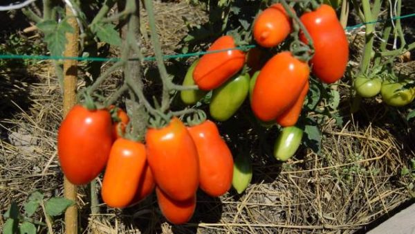 Welche Kriterien es bei dem Bestellen die Rio grande tomate zu bewerten gilt!
