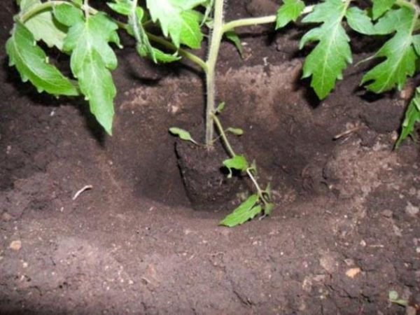  Planter des plants de tomates en pleine terre