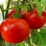  Tomates adaptées à la région de Léningrad