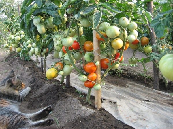  Même en Sibérie, planté selon la méthode de I.M.Les arbustes de tomates Maslov donnent des rendements constamment élevés en plein champ et dans les serres