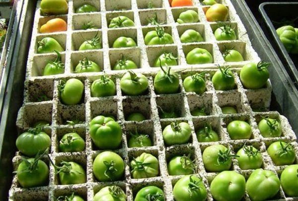  Stockage De Tomates Dans Des Tiroirs