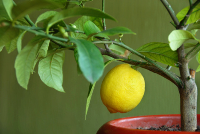  nourrir les citrons