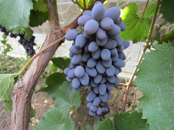  Le raisin Jupiter est utilisé comme cépage de table et pour la fabrication du vin.