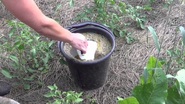  Arrosage des plantes avec une solution de potassium humate