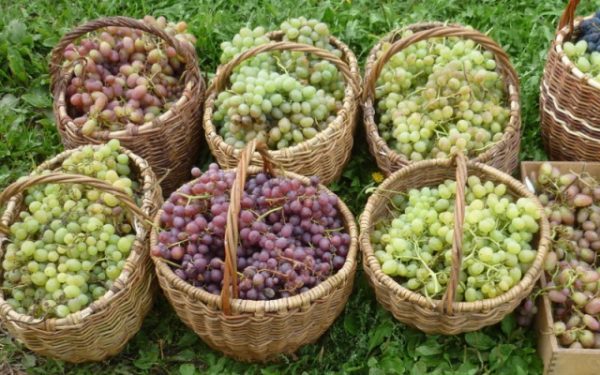  Raisins de raisins secs de différentes variétés dans des paniers