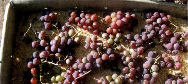  Stockage des raisins dans des caisses
