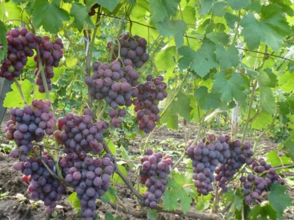  Grappes de raisin Roshfort sur la vigne
