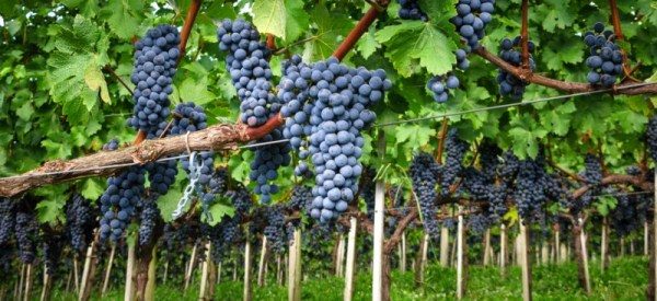  De nombreux jardiniers sont engagés dans la viticulture, à la fois dans le sud de la Russie et dans des régions aux conditions climatiques difficiles.
