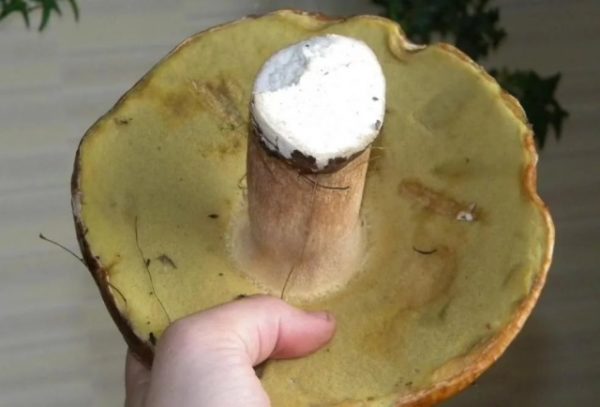  Lorsque vous cultivez des champignons à partir de chapeaux, il est nécessaire de choisir des fruits trop mûrs.