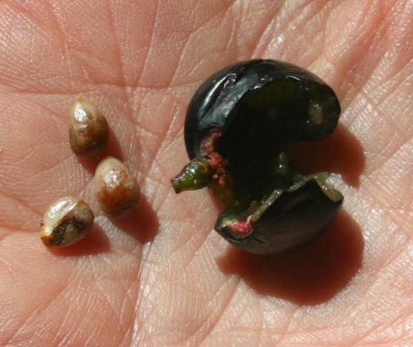 Les graines des raisins sont aussi utiles que les baies elles-mêmes.