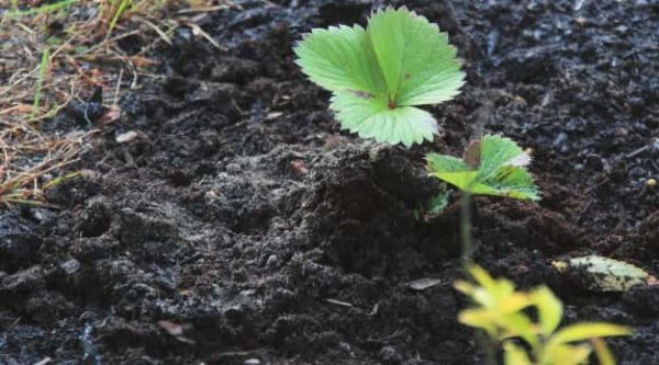  Le compost mort sature le sol