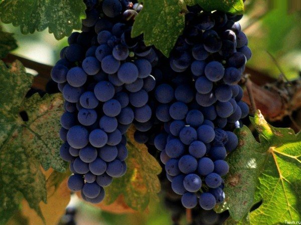  La variété Merlot fait référence aux variétés de vin pour la nourriture, elle ne convient pas