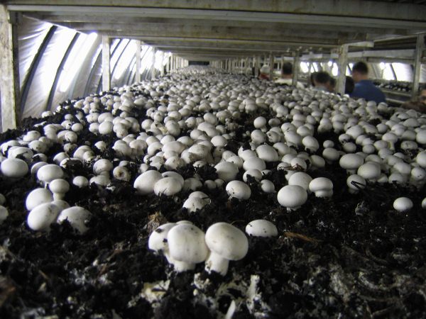  Cultiver des champignons en serre
