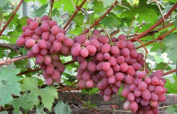 Anyuta de raisin de qualité moyenne