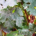  Signes de lésions dans les feuilles de vigne avec oïdium