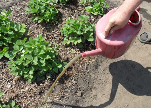  Arroser les fraises avec un engrais organique