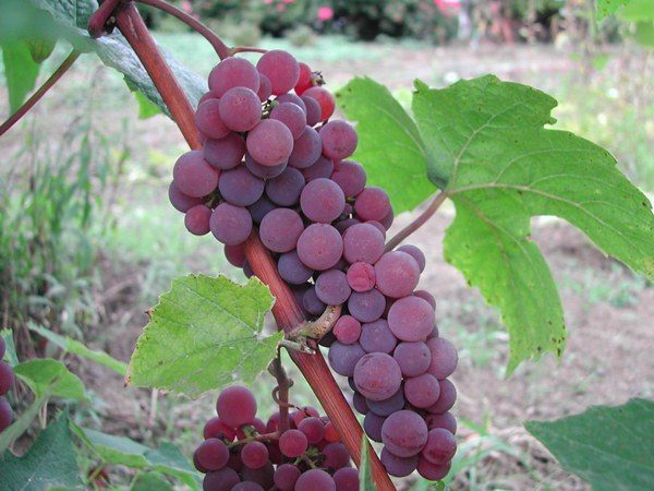  Kénadis aux raisins