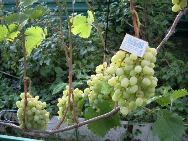  Grapes Variety Delight