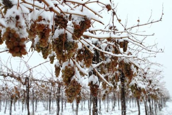  Certains vignobles résistants au gel peuvent résister à des températures allant jusqu'à -27–29 ° C
