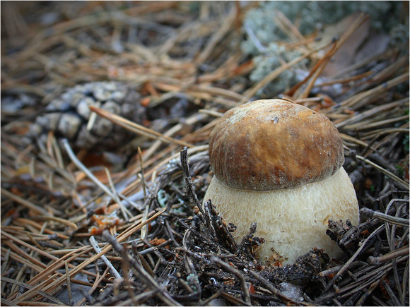  Pour la culture des champignons dans le pays, il est nécessaire de créer des conditions proches de la forêt.