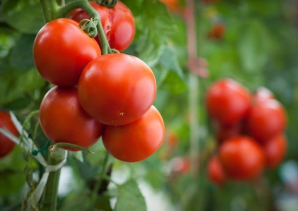  En cas d'utilisation d'acide borique, le rendement en tomates est augmenté d'un tiers.