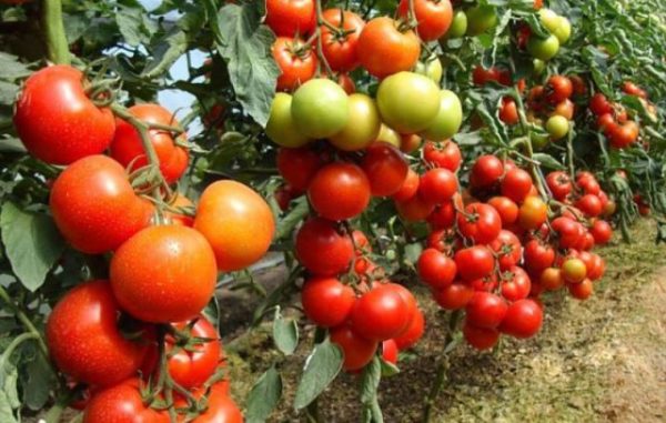  Augmentation du rendement en tomates fertilisées avec du sulfate de potassium