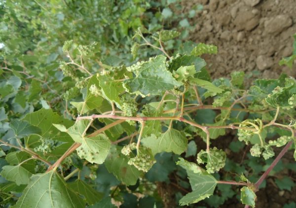  Phyloxera de raisin en feuilles