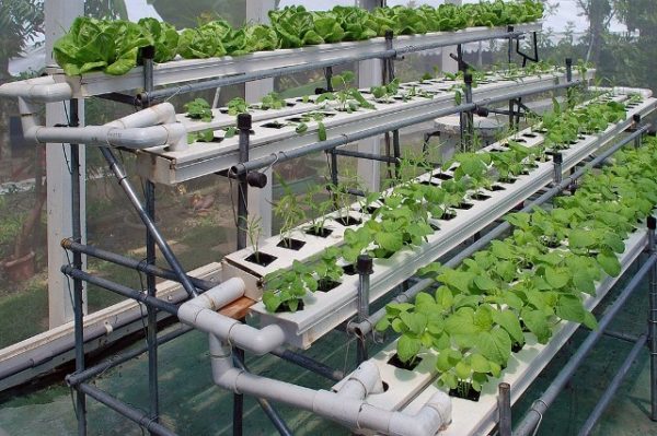  Cultiver des plantes en culture hydroponique