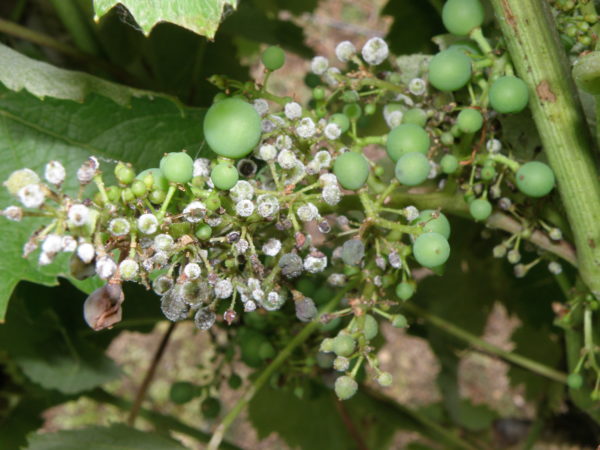  Oidium sur les raisins